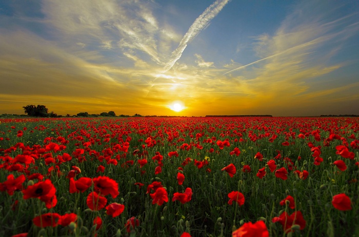 Field of red poppies at sunset