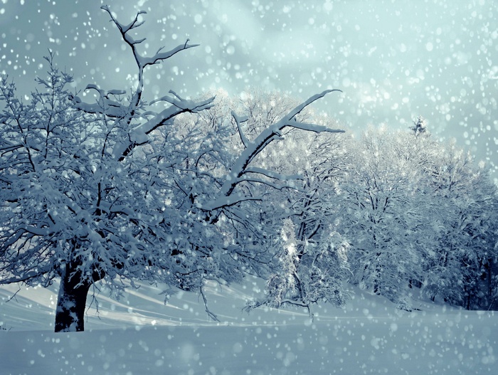 Snowfall in a winter forest with snow-covered trees