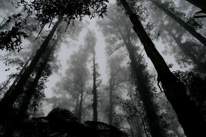 Tall trees in a misty forest looking up