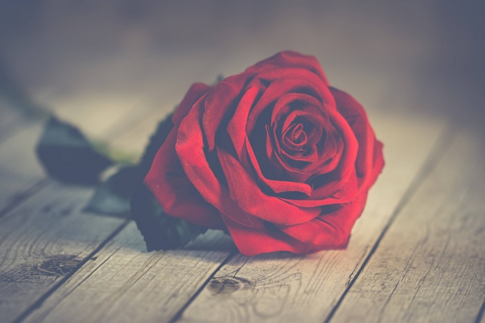 Close-up of a Red Rose on Wooden Surface