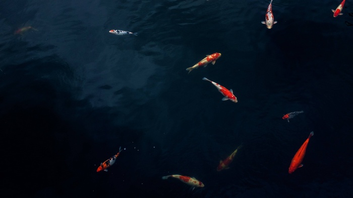 Koi fish swimming in dark water