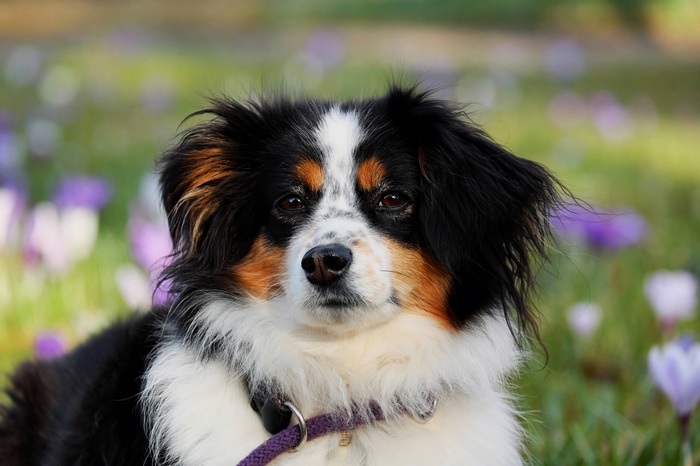 Tricolor Australian Shepherd dog in a field of flowers