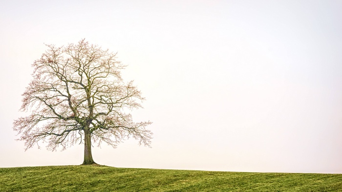 A solitary tree on a grassy hill under a pale sky