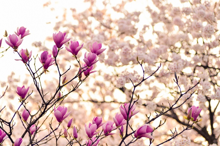 Magnolia and cherry blossoms on branches in spring