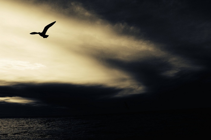 Silhouette of a seagull flying over the ocean