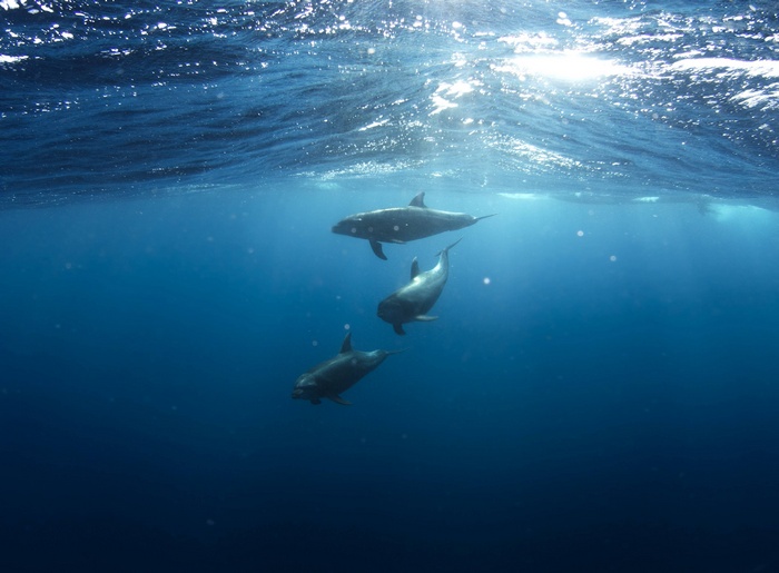 Three dolphins swimming underwater in blue ocean