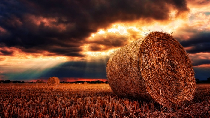 Hay bales in a field at sunset