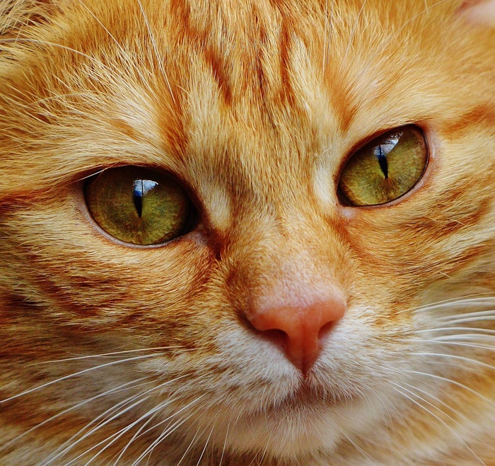 Close-up portrait of an orange tabby cat's face
