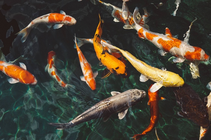 A school of colorful koi fish swimming in clear water