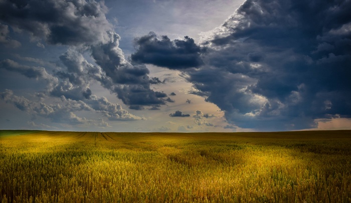 Wheat field under stormy clouds