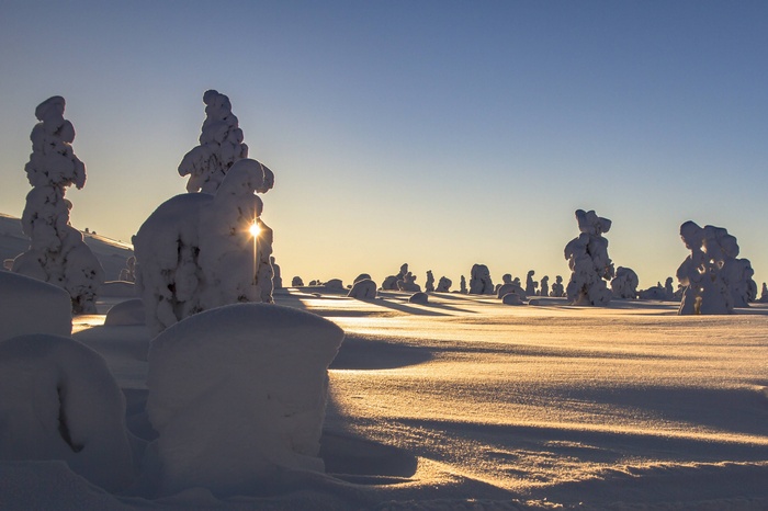 Snow-covered trees in Lapland, Finland during sunset