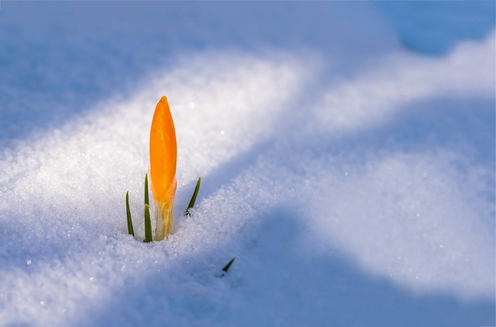 Orange crocus bud emerging from snow