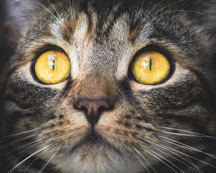 Close-up of a tabby cat's yellow eyes