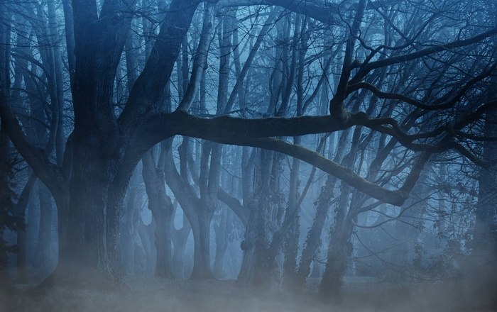 Eerie forest with fog and twisted trees