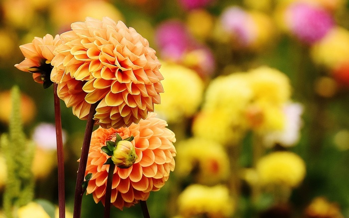 Two orange dahlias in a garden with blurred background