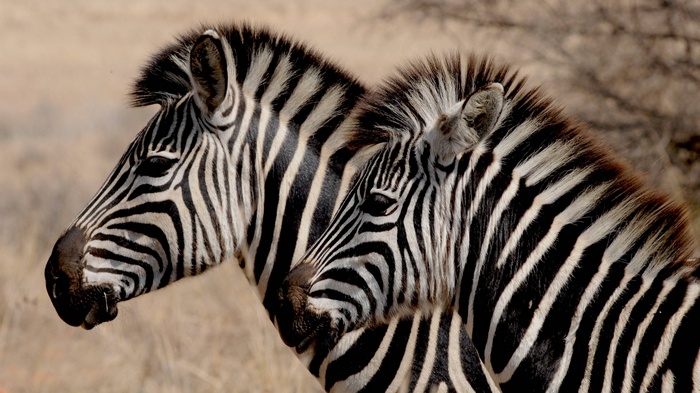 Two zebras with black and white stripes in a dry field