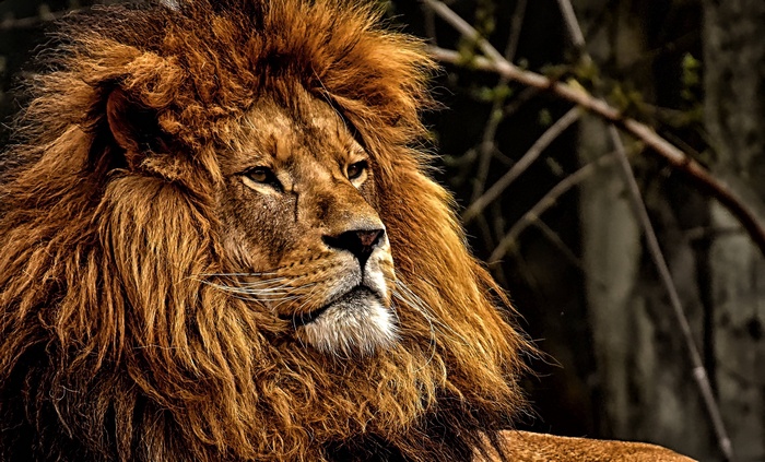 Close-up of a male lion with a large mane