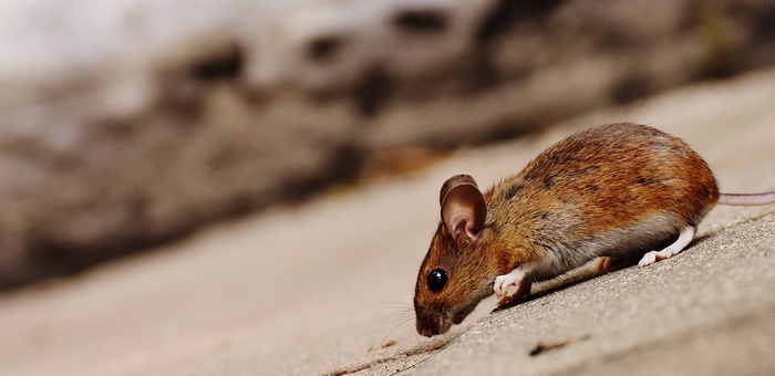 A small brown mouse on a textured surface