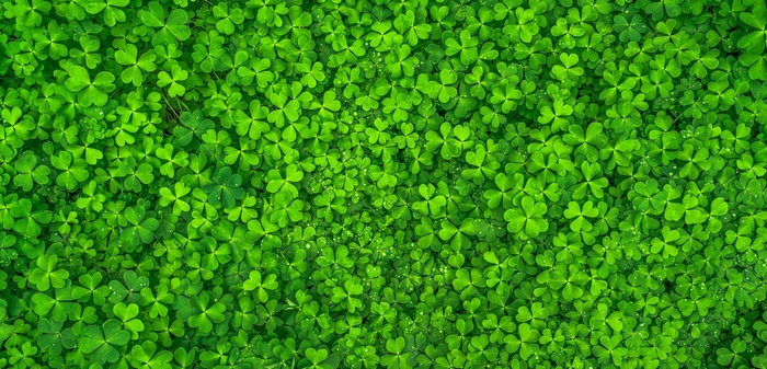 A dense carpet of green clover leaves