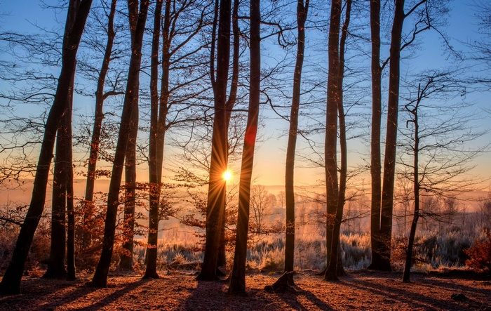 Sunlight shines through trees in a forest at sunrise