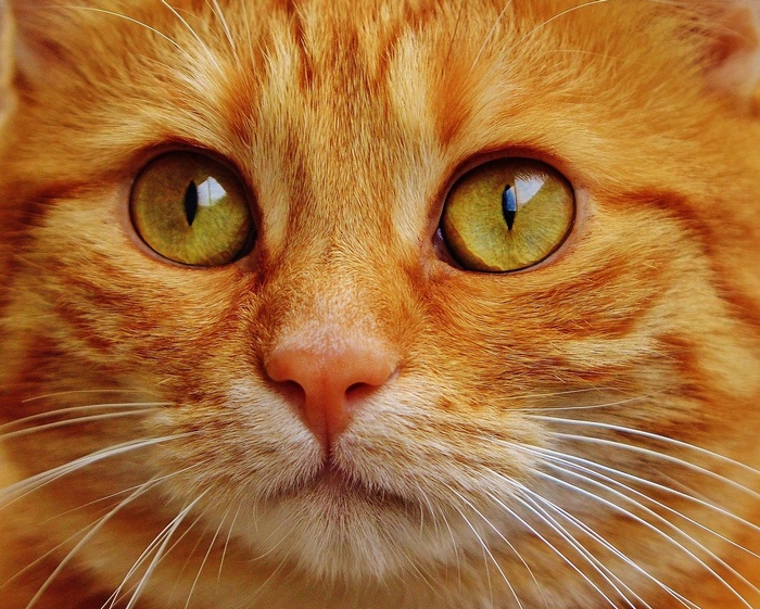 Close-up of an orange tabby cat's face