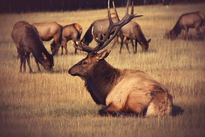 Bull elk resting in a field with other elk