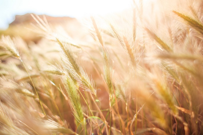 Golden wheat field in the sun