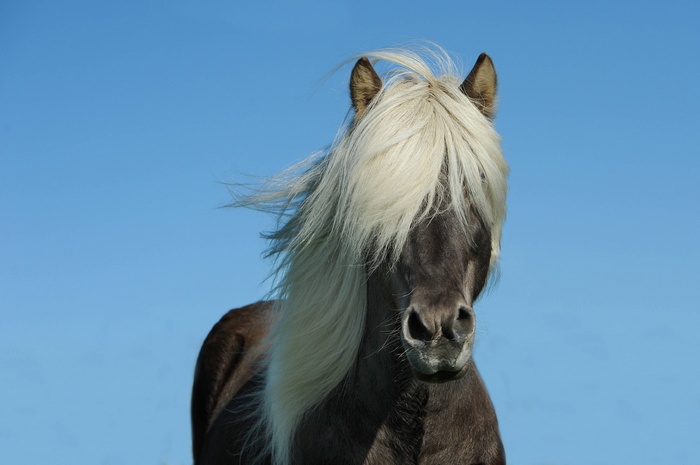 Horse with long blonde mane against blue sky