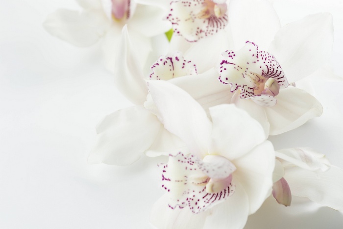 White orchids with purple spots on a white background