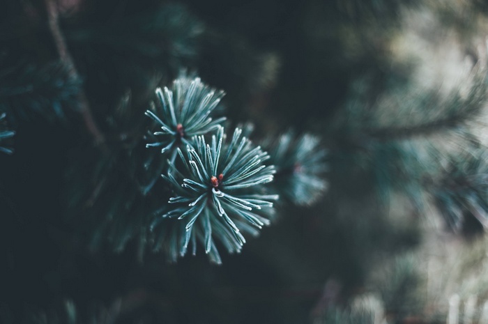 Close up of a fir tree branch with needles