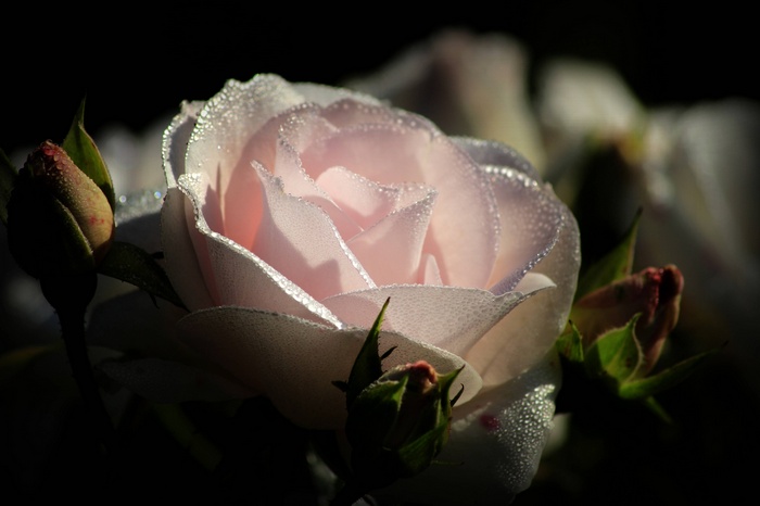 Close-up of a pink rose with dew drops