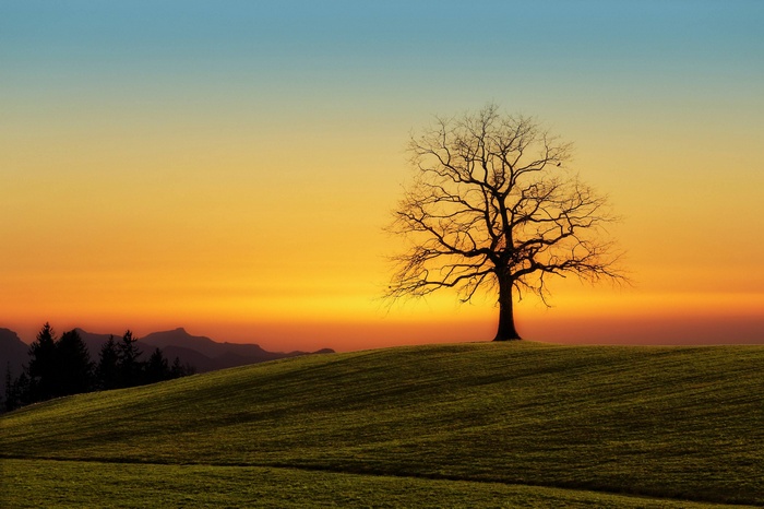 Bare tree on a hill at sunset
