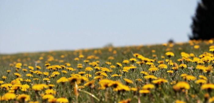 Field of yellow dandelions under a clear sky