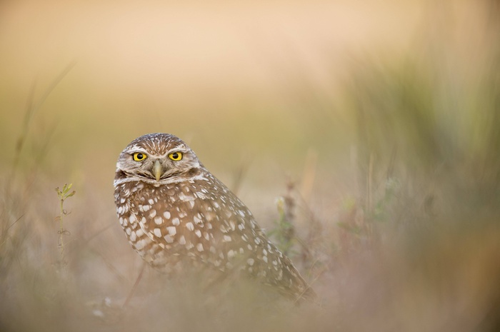 Burrowing owl with yellow eyes in tall grass