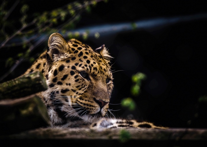 Leopard resting in a dark forest