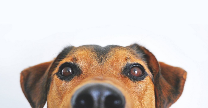 Close-up portrait of a dog's face