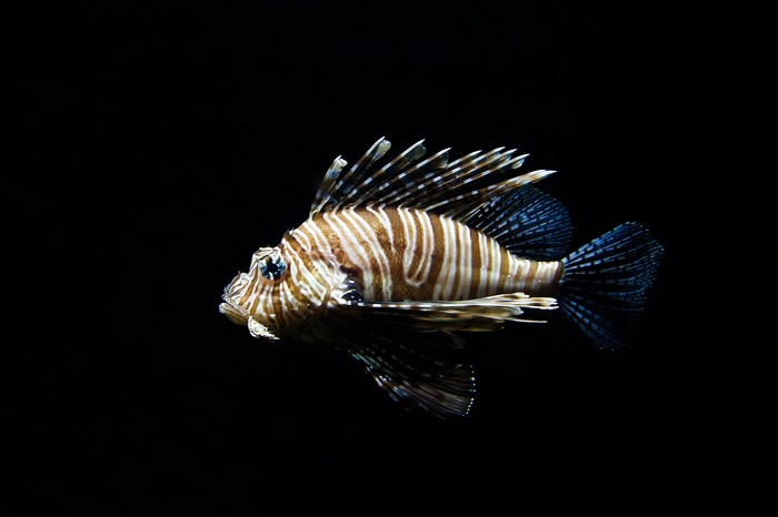 Lionfish swimming in dark water