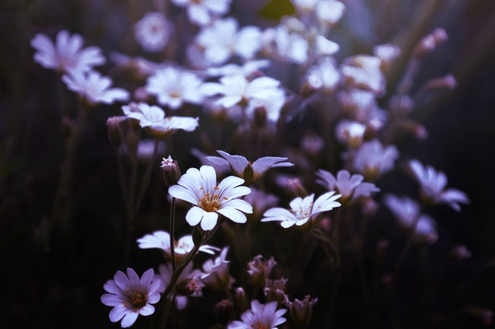 Close up of delicate white flowers in bloom