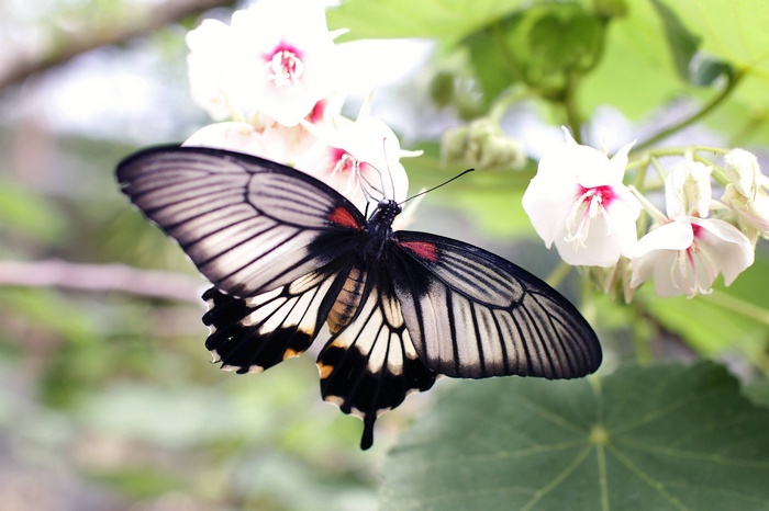A black and white butterfly on white flowers