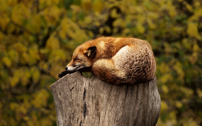 A red fox sleeps curled up on a tree stump