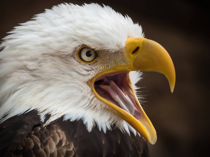 Bald eagle with mouth open