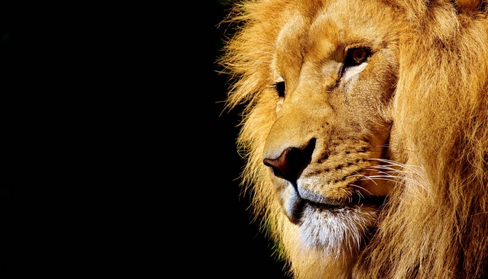 Close-up of a male lion's face