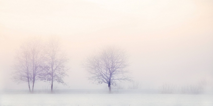 Bare trees in a foggy winter landscape