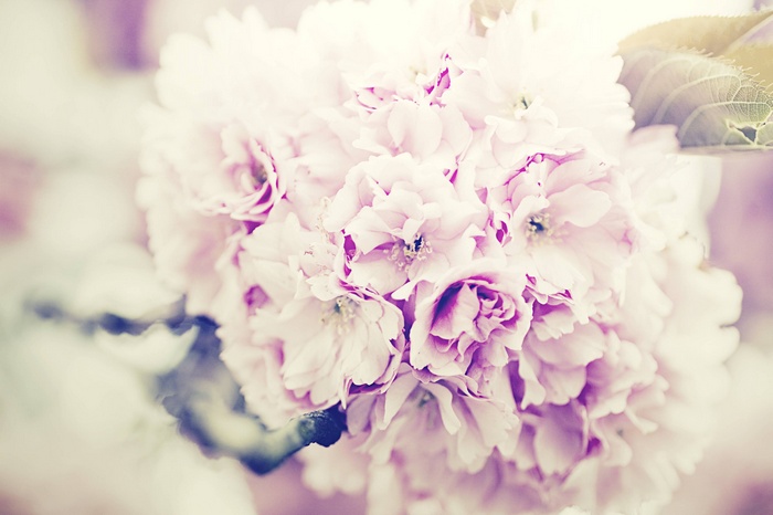 Close-up of pink and purple cherry blossoms