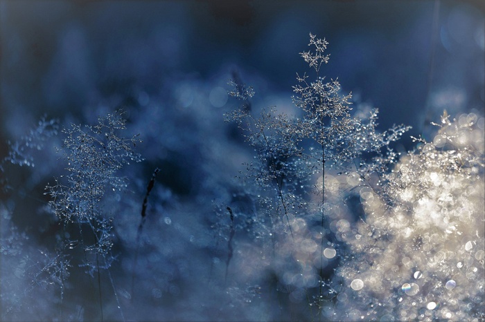 Close-up of frosted grass in blue light
