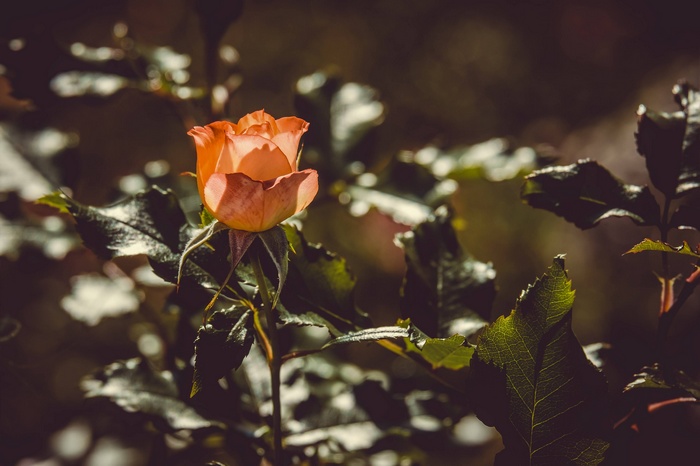 Orange rose with green leaves and bokeh background
