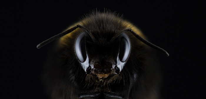 Close-up macro shot of a bumblebee's face