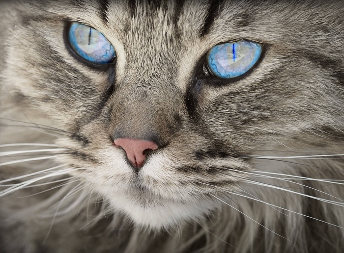 Close-up portrait of a cat with striking blue eyes