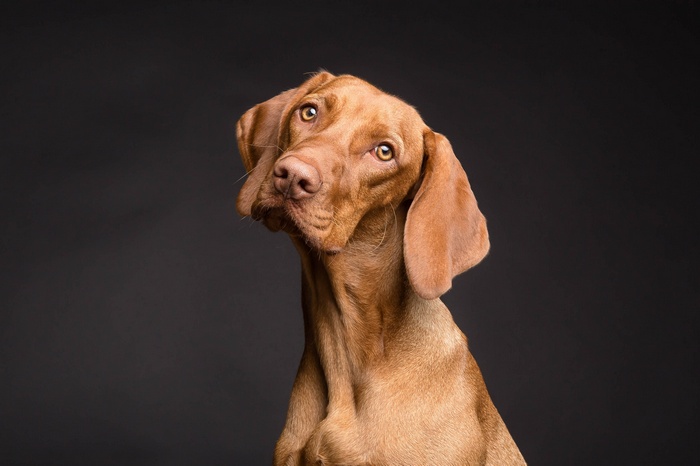 Brown Vizsla dog with head tilted