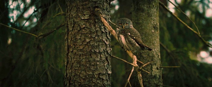 Small owl perched on a branch in a forest
